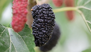 1 ÇAY BARDAĞI DUTLA GELEN 10 FAYDA! 