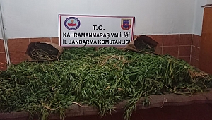 BUĞDAY GİBİ KENEVİR EKMİŞLER!