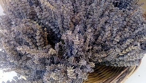 KADIN ÇİFTÇİLERİMİZ BİR İLKİ GERÇEKLEŞTİRDİ 