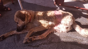 YARALI KÖPEĞİN SAĞLIK DURUMU İYİ 