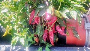 BÜYÜKŞEHİR’DEN MARAŞ BİBERİ’NE DESTEK 