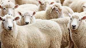 KURBAN ETİNİN MUHAFAZASI NASIL YAPILMALIDIR? 