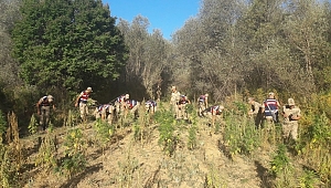 YAYLADA KENEVİR OPERASYONU 