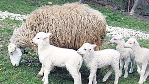  ANAÇ KOYUN VE KEÇİ DESTEKLEMESİ MÜRACAATLARI BAŞLADI 