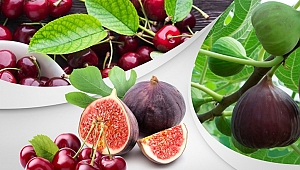 UZAKDOĞULULAR TÜRK KİRAZI VE İNCİRİ İSTİYOR 