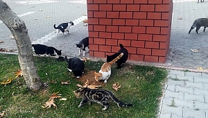BÜYÜKŞEHİR SOKAK HAYVANLARINI DA UNUTMADI 