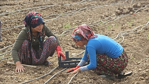 DONDURMANIN BAŞKENTİNDE SALEP ÜRETİMİ 