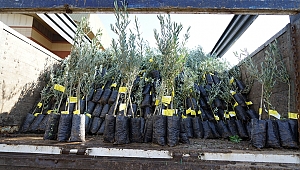 BÜYÜKŞEHİR’DEN ÇİFTÇİLERE ZEYTİN FİDANI 
