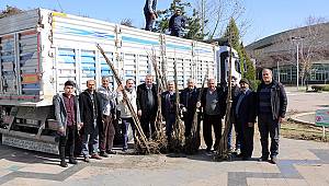Büyükşehir’den Çiftçilere Ceviz Fidanı