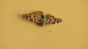 Bu Kelebeklerin Bitkilere Zararı Yoktur 