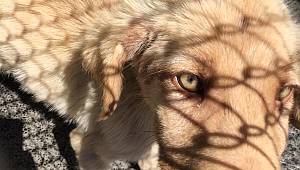 Bu Çağrıya Kulak Verin.. 