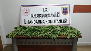  Evinin Bahçesinde Hint Keneviri Yakalandı 