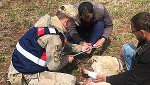 Yaralı Köpeğe İlk Yardım Jandarma’dan 