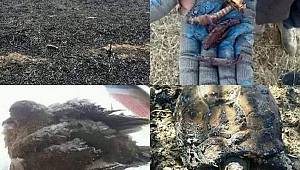 Anız Yakmak Ağır Vebaldir 