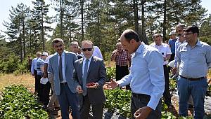 Çilek Hasadı Başladı 