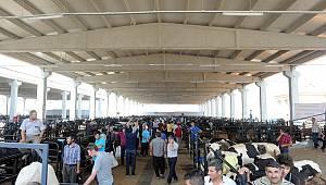 Kurban Satış, Kesim Yeri Ve Kesim Ücretleri Belirlendi 