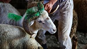 Onikişubat'ın Kurbanlık Satış ve Kesim Yerleri Belli Oldu 