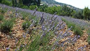 Yetiştirdiğimiz Lavantalar Hasada Geldi 