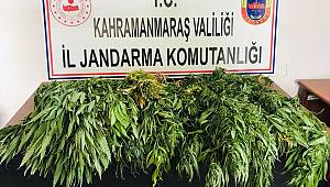 Balkonda Hint Keneviri Yetiştiren Şüpheli Yakalandı 