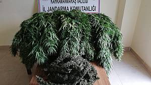 Mısır Tarlasında Kenevir Yalakandı 