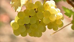 Başvurularda Son Günler.. 