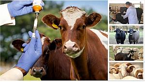 Sonbahar Şap Aşılama Kampanyası Başladı 