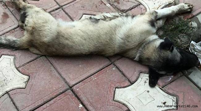 Araciyla Kopegi Ezip Kacti Ilce Haberleri Kahramanmaras In Haber Merkezi