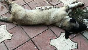 Aracıyla köpeği ezip kaçtı 