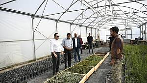 Elbistan LAVANTA Kokacak!.. 