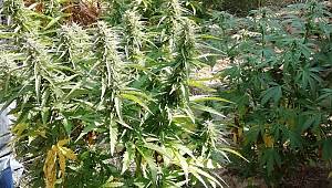  Jandarmadan Uyuşturucu Operasyonu 