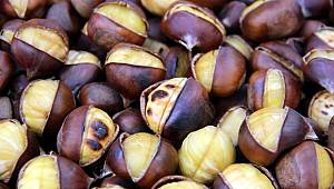 Kestane gribe karşı koruyor 