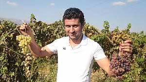 Köy köy gezip üzüm çeşitlerini korumaya aldılar 