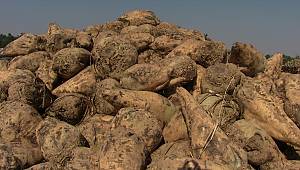 Şeker Pancarı Alımına Başlandı 