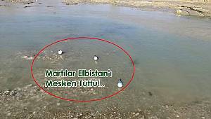 Elbistan’da Bir Doğa Mucizesi Yaşanıyor! 