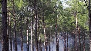 Kahramanmaraş'ta çıkan orman yangınında 2 hektar alan zarar gördü 