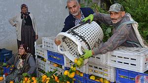 Mandalina Hasadı Başladı 