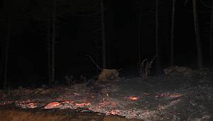 Orman Yangını Kontrol Altına Alındı