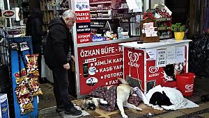 Yağmur ve soğuktan etkilenen üç köpeği battaniyeyle ısıttılar 