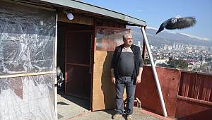 Evinde beslediği posta güvercinlerini yarışlara hazırlıyor 