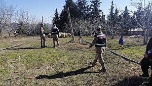 Kahramanmaraş'ta 19 koyun çalan hırsızları jandarma yakaladı 