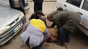 Karaağaç cinsi koyun, ikiz kuzu doğurdu 