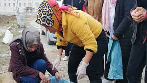 Kahramanmaraş'ta öğrencilerin bulduğu yaralı köpek tedavi altına alındı 