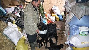 Kahramanmaraş'ta üçüz doğan oğlakları evlerinde biberonla besliyorlar 