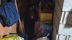 Kahramanmaraş'ta yetim ve öksüz 7 kardeş için yardım kampanyası 