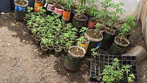 Serada Hint keneviri yetiştiren baba oğul tutuklandı 