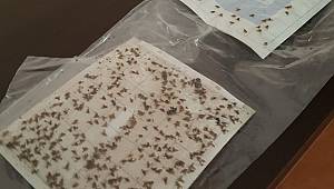 Akdeniz Meyvesineği (AMS) Değerlendirme Toplantısı Yapıldı 