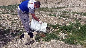 Büyükşehir Sokak Hayvanlarını Unutmadı 