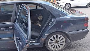 Kahramanmaraş'ta açık kapıdan otomobile giren köpeği belediye ekibi çıkardı 