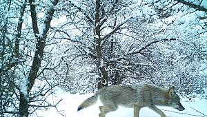 Nesli tükenme tehlikesi altında olan vaşak Kahramanmaraş'ta görüntülendi 