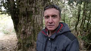 Tesadüfen bulunan 2 bin 500 yıllık ağaç asırlara meydana okuyor 